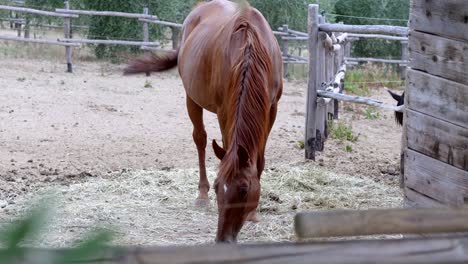 joven y hermoso caballo come heno en su corral