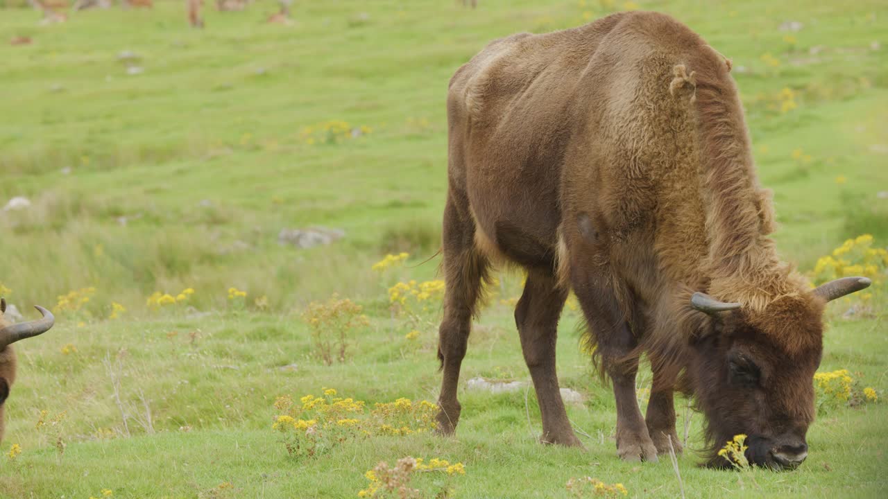 A European bison calmly grazes on green grass and wildflowers in an open, sunlit meadow, captured with steady, medium shots and natural lighting