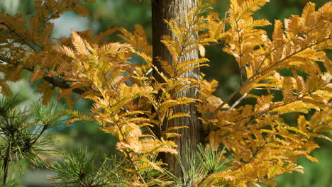 秋葉在輕微的風中搖<unk>的 metasequoia 樹