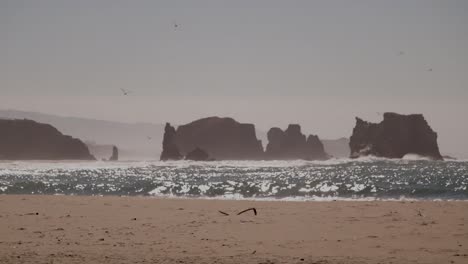 la gaviota occidental vuela hacia la cámara mientras está en la playa.