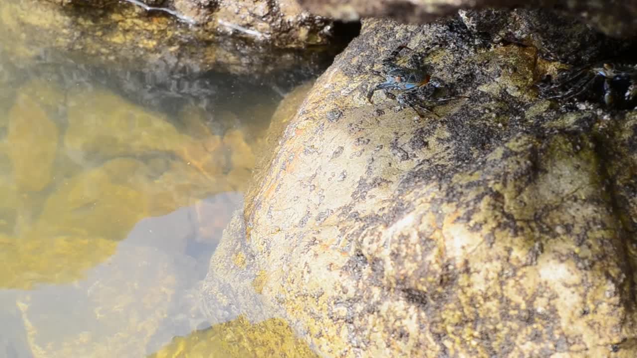 남태평양 해안의 썰물 때 큰 바위 아래에서 먹이를 찾는 두 마리의 큰 게