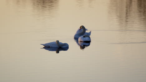 slow-mo footage of elegant swans in spring showing mating displays and grooming.