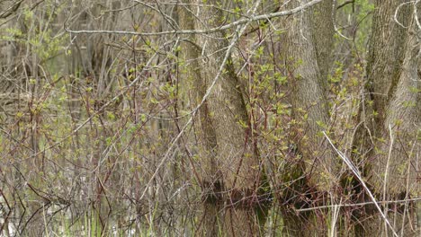 Ein-Kleiner-Brauner-Vogel,-Der-Zwischen-Den-Wäldern-Springt