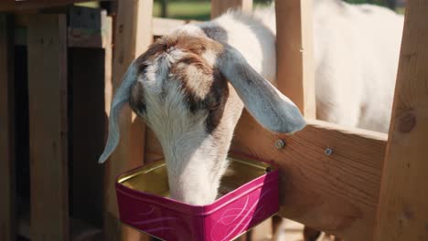 young-goat-milking-while-eating-from-wooden-fence,-rural-farming-lifestyle