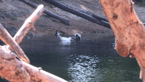 entre dos troncos de árboles, cinco patos nadan en las tranquilas aguas de una pequeña laguna azul, cascais, sintra