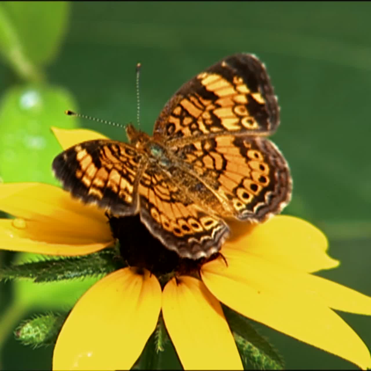 Primi piani che mostrano farfalle che impollinano fiori