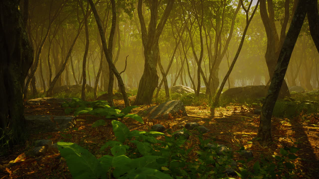 Raízes de uma árvore em uma floresta enevoada