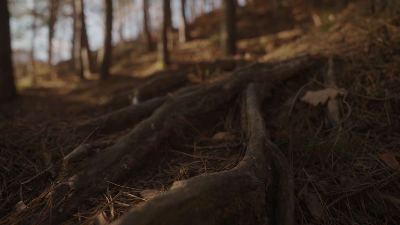 Forest floor with tree roots covered in pine needles under warm light in a quiet autumn setting