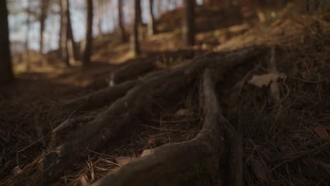 forest floor with tree roots covered in pine needles under warm light in a quiet autumn setting