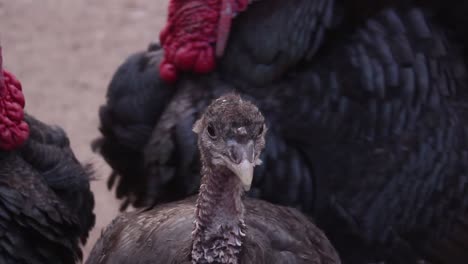 closeup of little turkey chick standing between adult parents, handheld, day