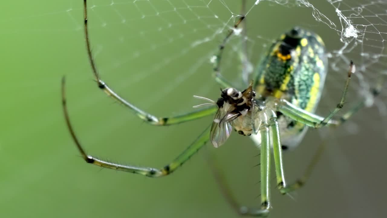 Orchard Spider Macro: Vibrant Green Spider in Web with Prey