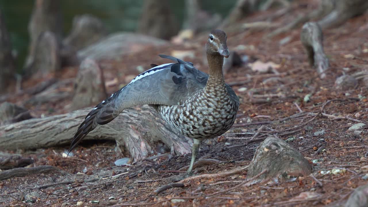 A female Australian Wood Duck (Chenonetta jubata) standing on a natural, earthy ground covered with leaf litter and small branches, stretching its wing and leg, close up shot
