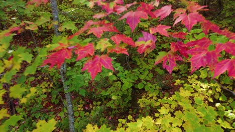 aerial de coloridas hojas de arce en el bosque canadiense en otoño