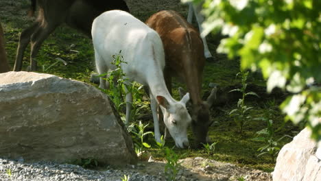 Grupo-De-Ciervos-Pastoreando-En-Campo-Verde-Blanco