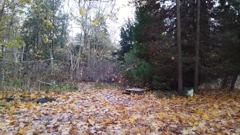 Pan-to-the-left-then-walk-forward-in-a-Park-in-Berlin-Germany-Nature-dead-leaves-trees-colors-of-Autumn-HD-30-FPS-10