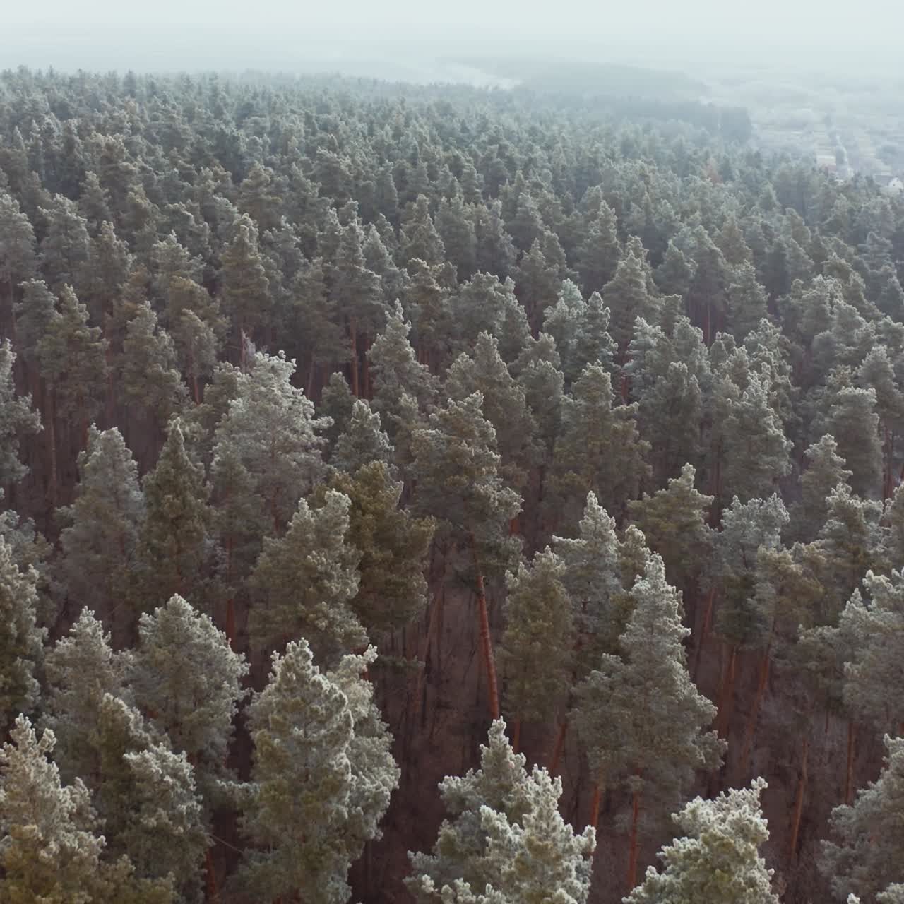 Forest landscape in winter season