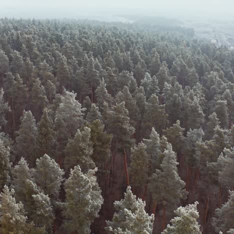 forest landscape in winter season