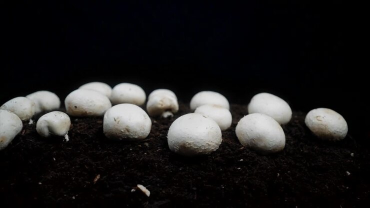 Close-up of white mushrooms growing in soil, isolated on a black background