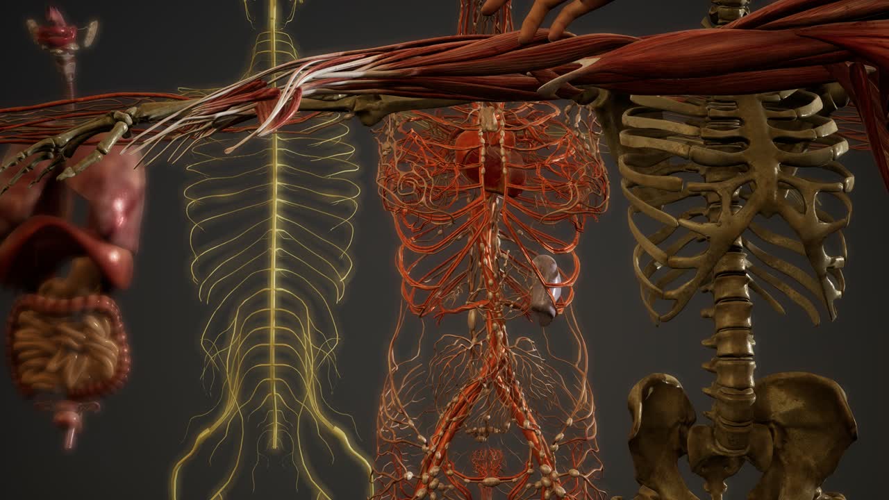 ilustración animada de la anatomía humana en 3d