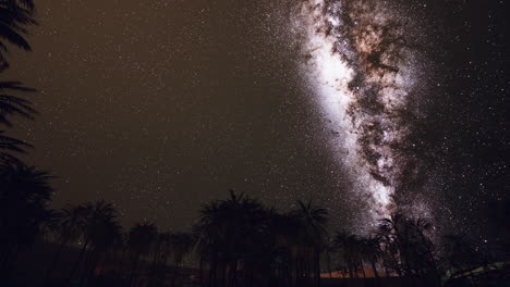 starry night sky against with coconut palm trees