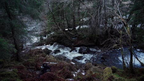 river stream in the forest in indre fosen, norway - wide shot