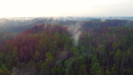 Bosque-Brumoso-Al-Amanecer-Con-Luz-Solar-Atravesando-Los-árboles,-Vista-Aérea