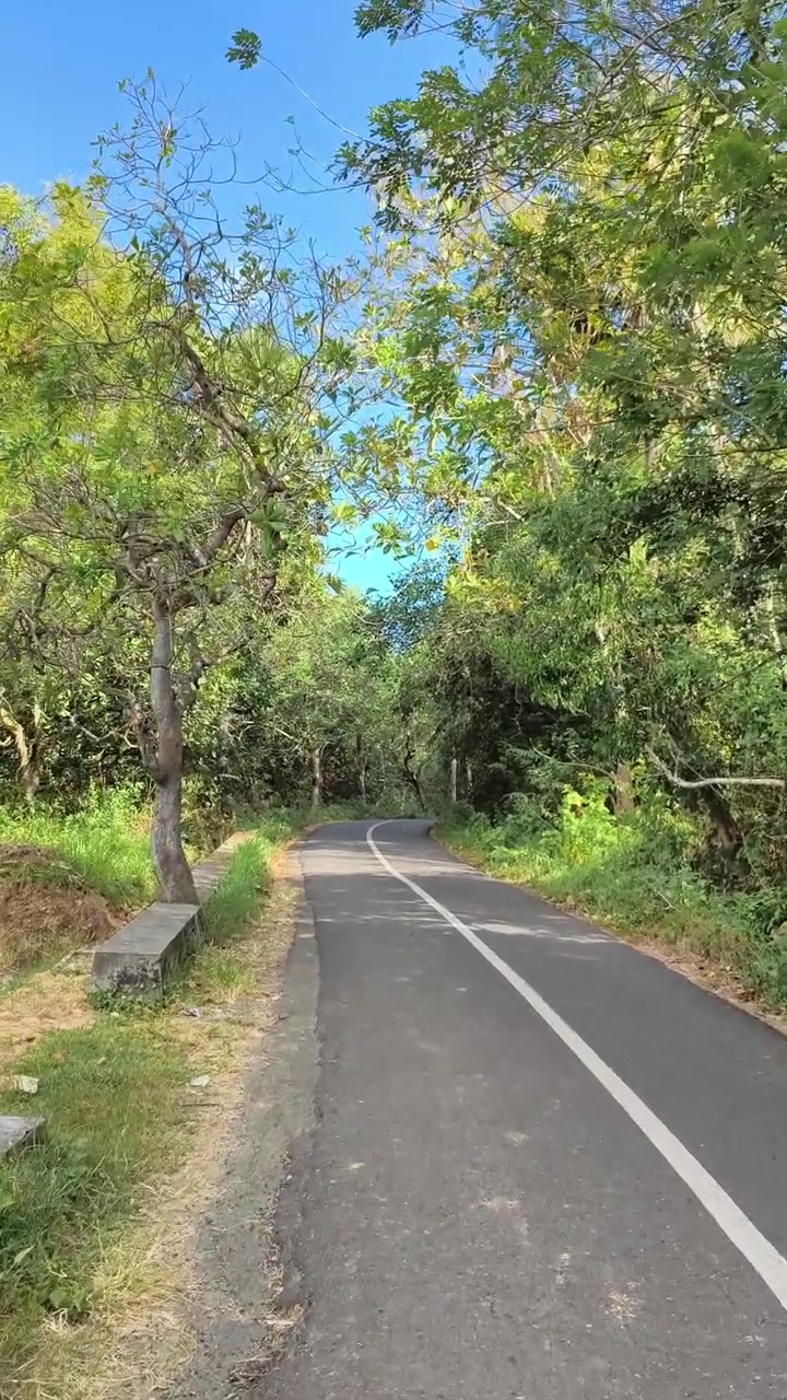 Jalan Aspal Kosong yang Berliku Melalui Hutan Hijau Lebat