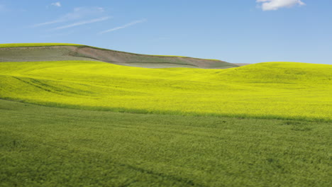 hermosas flores amarillas de canola en la ladera, antena