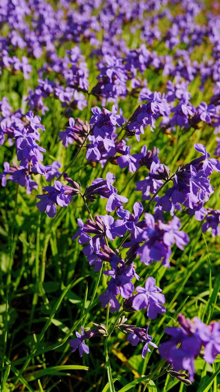 Un vivace primo piano video di fiori viola in un prato, ripreso da una angolazione bassa