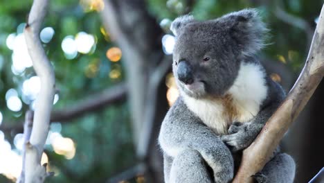 koala resting on a tree branch