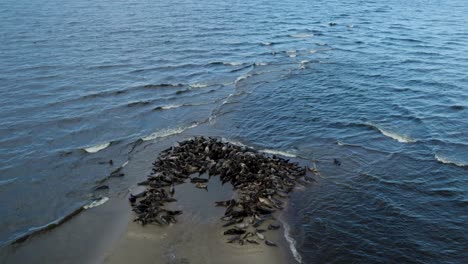 Backwards-drone-shot-reveal-small-sand-island-in-the-Polish-Baltic-sea-shore-hosting-a-large-seal-herd,-cormorants-and-seagulls