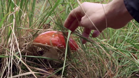 Close-up-of-male-hand-touching-mushroom,-Amanita-muscaria,-autumn-day