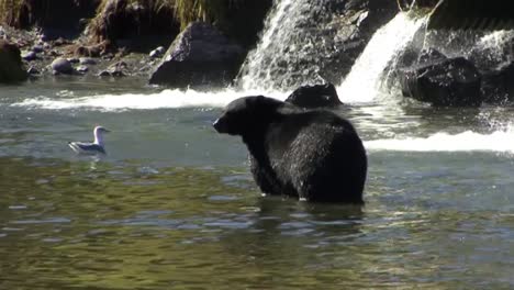 black bear eating his catch of salmon in the river. ketchikan, alaska
