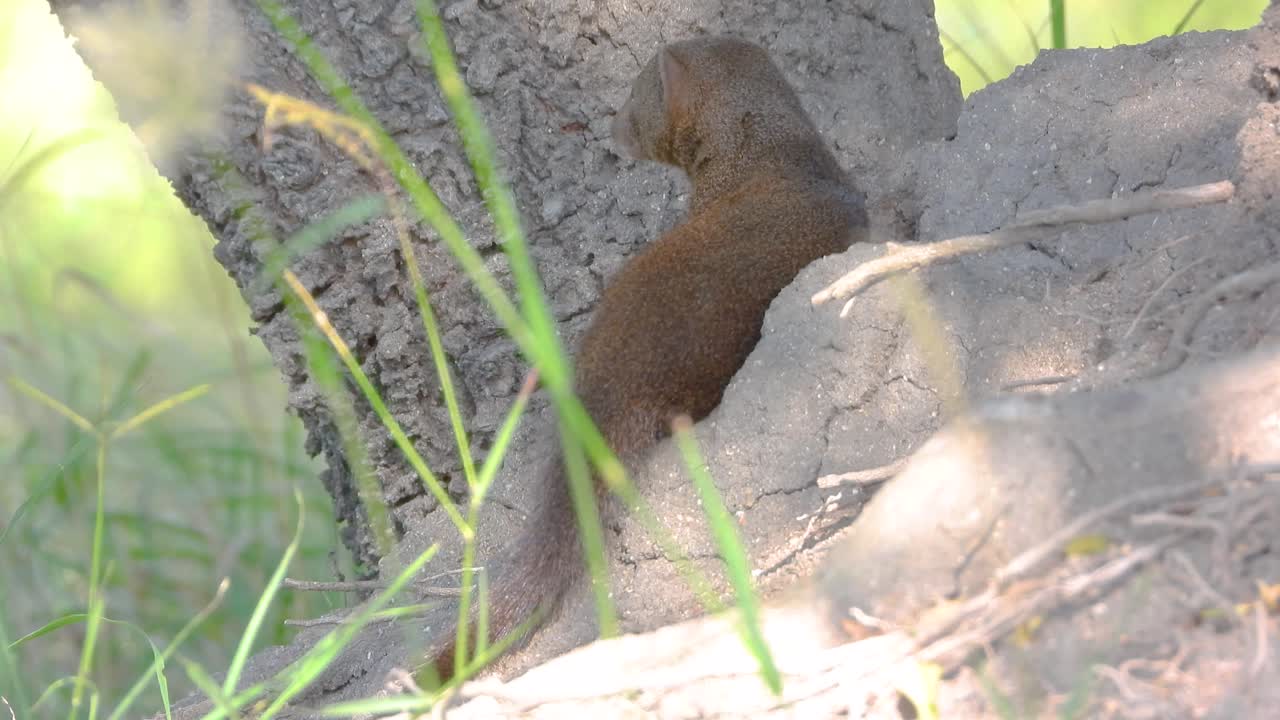 simpática mangosta enana común en la naturaleza sudafricana observando sus alrededores sospechosamente en el parque nacional kruger