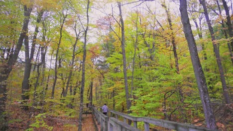 panning left and up shot of a boardwalk with a few hikers in a brightly coloured autumn forest with lots of leaves in the trees and on the ground