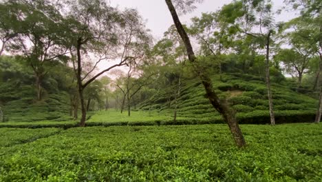 noor jahan tea garden with hillock at sreemangal, sylhet, bangladesh. wide panning shot