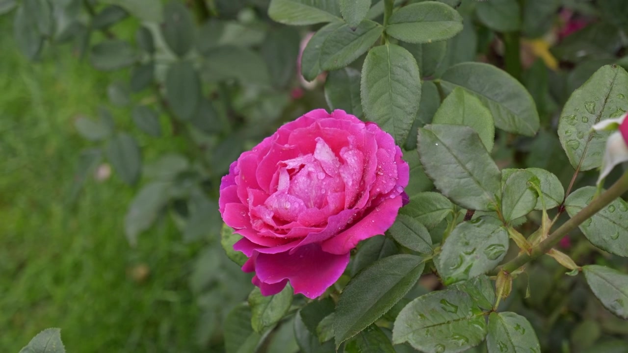 En rund, fyllig rosa ros blommar i mitten av en lummig grön buske i en utomhusträdgård med gräs synligt vid sidan under mjukt dagsljus.