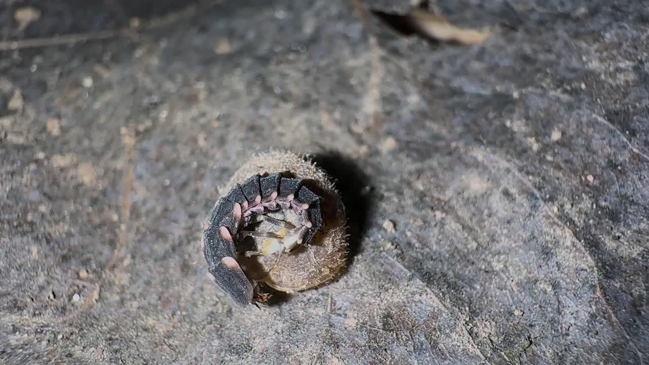 firefly anatomy sucking leg glowworm bioluminescence crawl insect wildlife rainforest iran entomology creature larvae light emission biology creepy small species in middle east asia hyrcanian forest