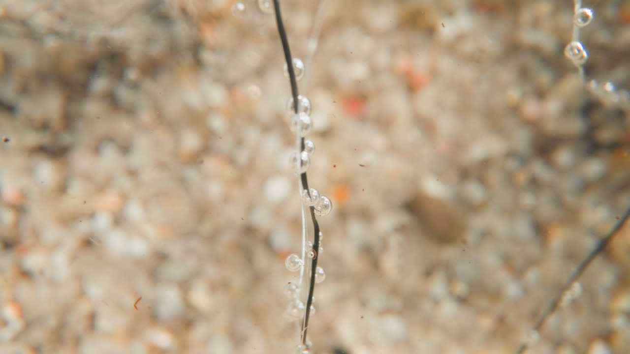 burbujas transparentes en una planta sin hojas en el fondo de un lago profundo