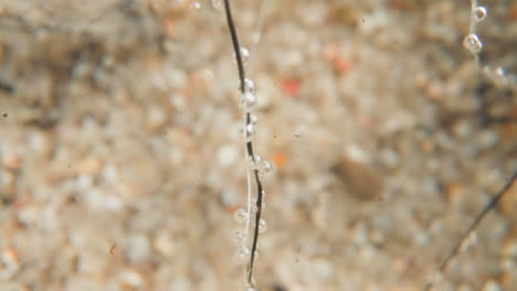 Transparent-bubbles-on-leafless-plant-at-bottom-of-deep-lake