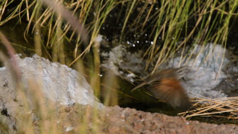 Rock-runner-spreads-its-wings-and-takes-of-from-rocky-ground,-close-up-slow-motion-shot