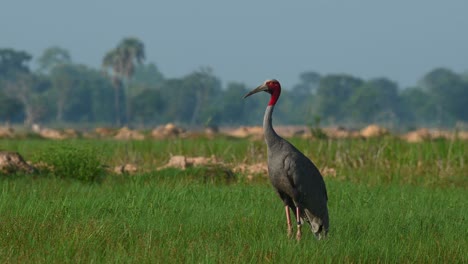 Eastern-Sarus-Crane,-Antigone-antigone-sharpii