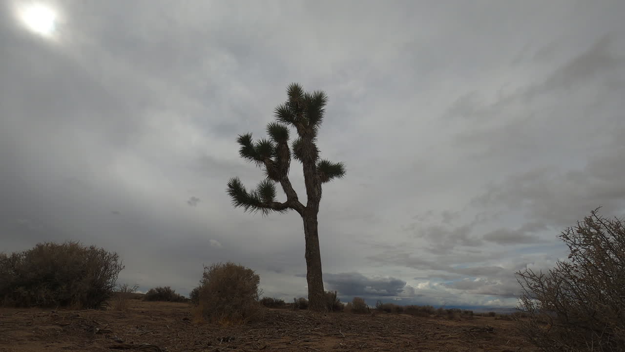 Een eenzame Joshua-boom weerstaat de harde wind die wolken over de Mojavewoestijn duwt - time-lapse