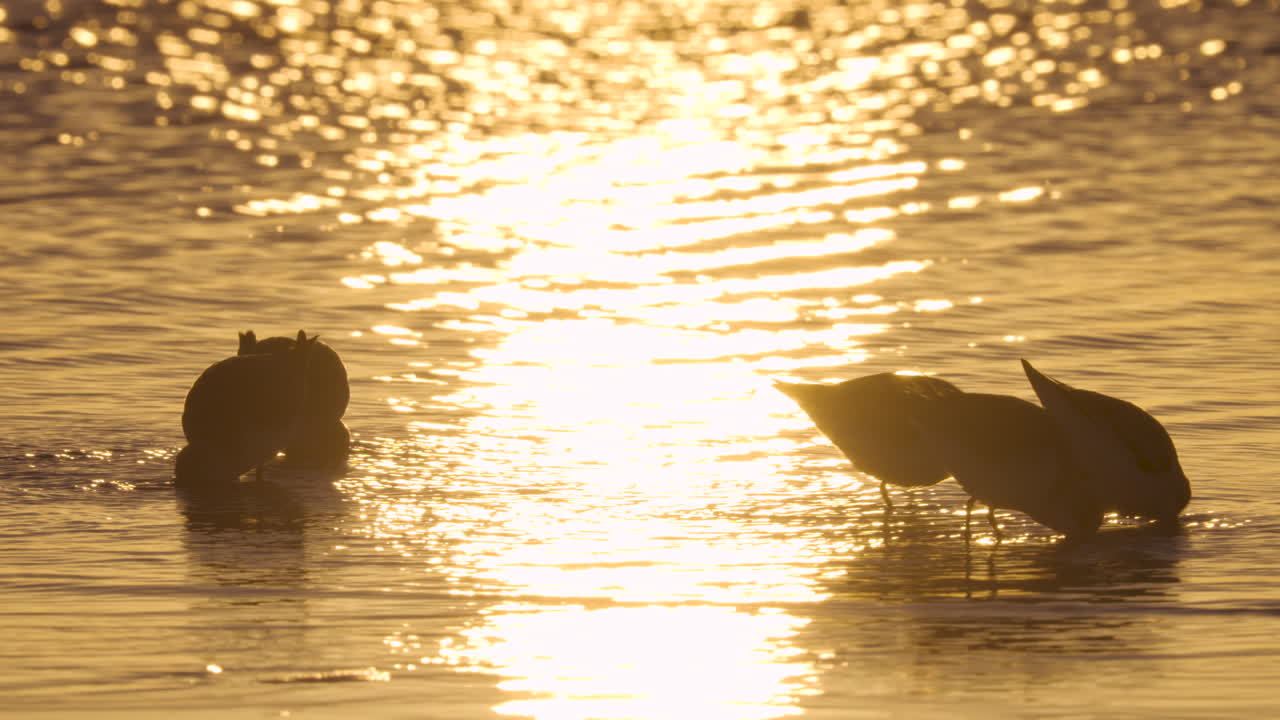 sanderlings en busca de alimento en la arena de la orilla del mar con reflejos de la luz solar 2