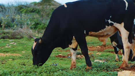 Black-and-white-cows-grazing-on-grass-in-free-range-field,-dirty-and-authentic