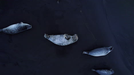 Aerial-close-view-of-seals-lying-on-black-volcanic-sand-in-Iceland