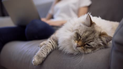 fluffy cat sleeping on a couch while its owner working on laptop on background