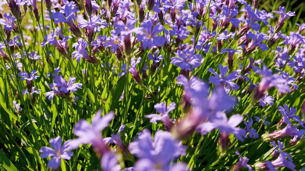 Video con inquadratura dal basso di un prato vibrante con fiori viola a fuoco, che cattura l'essenza