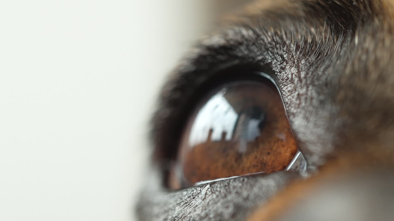 French Bulldog Dog's Eye or Dog Eye Pupil - Macro View