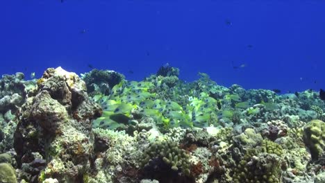 common blue stripe snapper on coral reef in maldives wide angle view